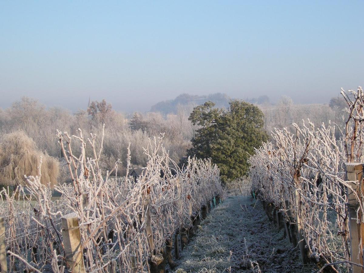 Suite Campagnarde Pres Bordeaux, Vue Sur Les Vignes Au Chateau Camponac Bourg-sur-Gironde Exterior foto